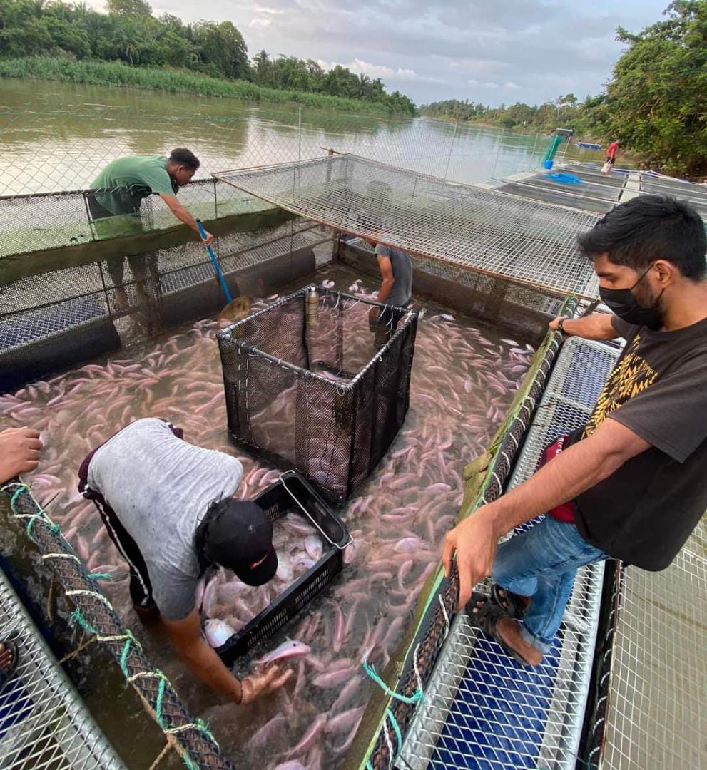 Projek Ternakan Ikan Sangkar Pulau Tiga Jadi Tarikan Pelancongan Dagangnews 7634